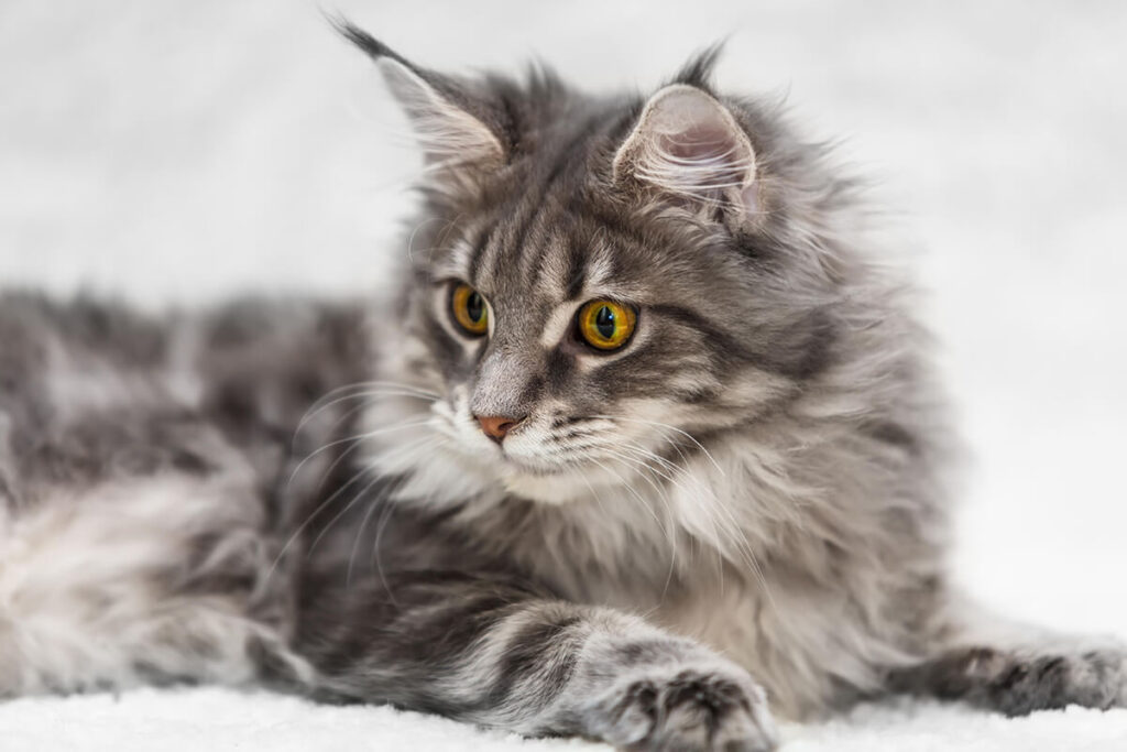 Top 10 Best Cats Price in India