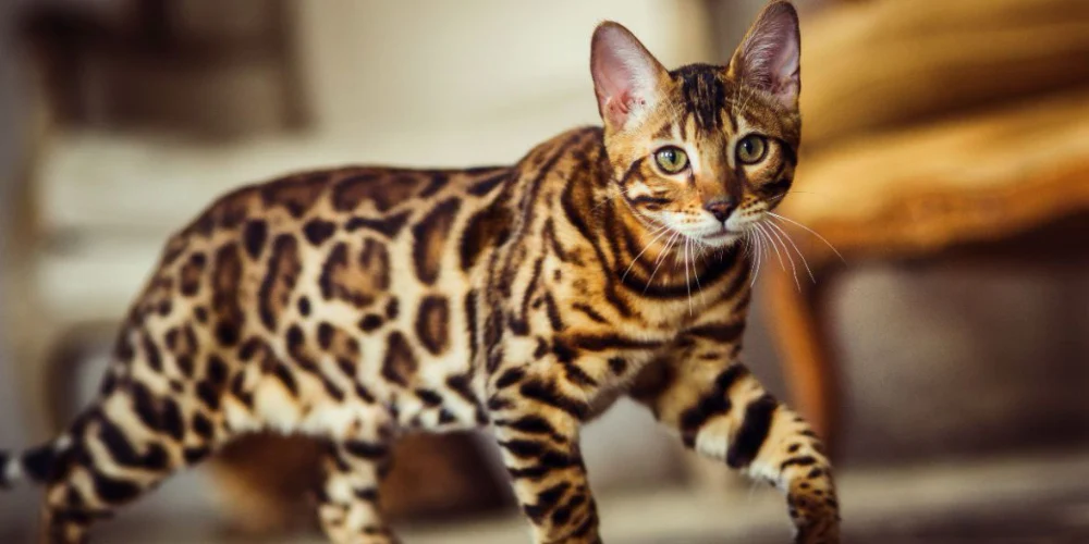 Top 10 Best Cats Price in India