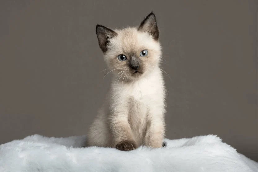 Top 10 Best Cats Price in India