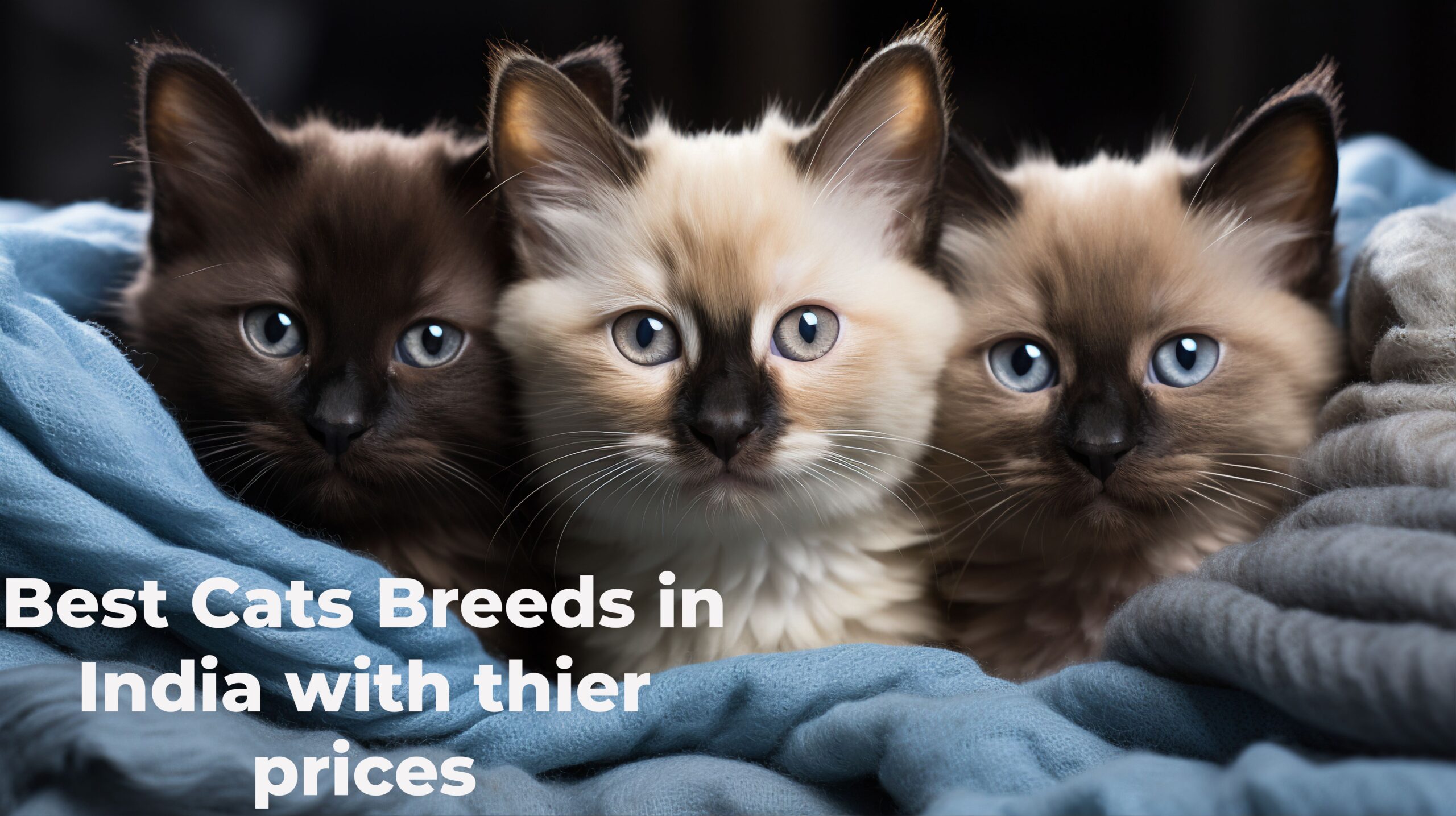 Top 10 Best Cats Price in India